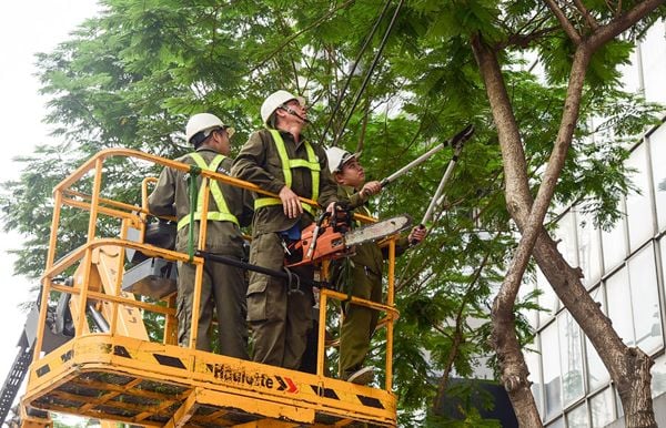 Công nhân cắt tỉa cây xanh cần được trang bị phụ kiện an toàn đầy đủ