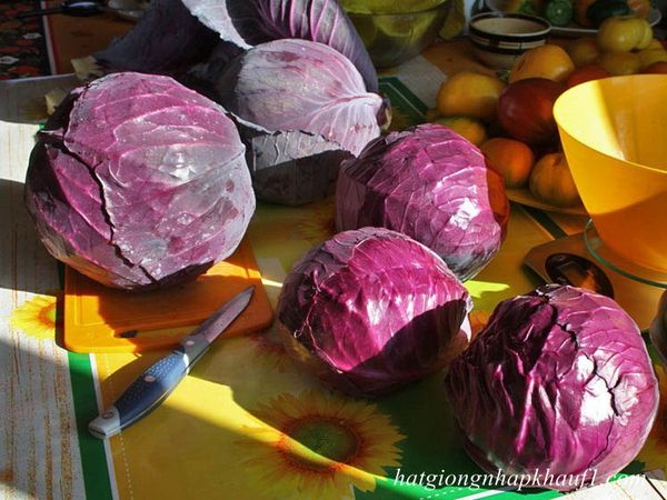 mua hạt giống bắp cải đỏ f1 ở hà nội