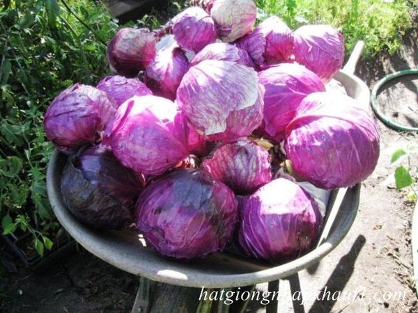 mua hạt giống bắp cải đỏ f1 ở Tp HCM