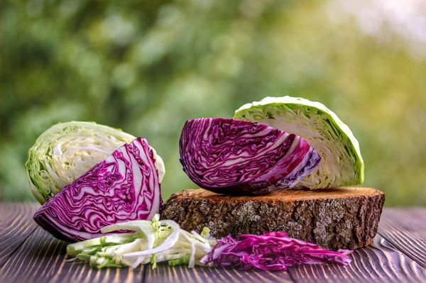 cách trồng và chăm sóc bắp cải đỏ tại nhà