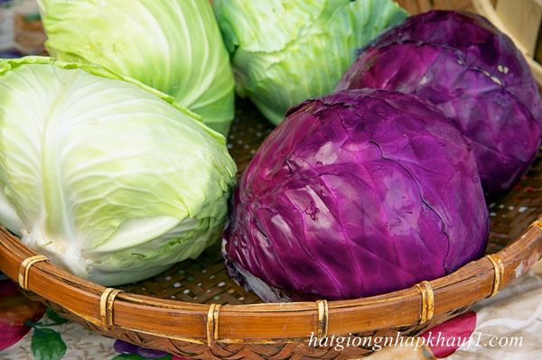 hạt giống bắp cải đỏ f1 mua ở hà nội