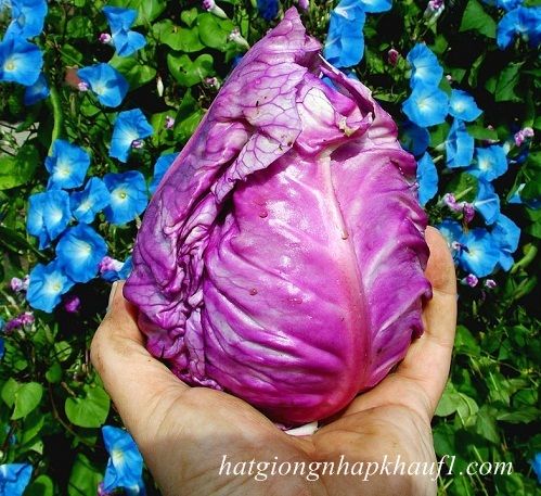 cách trồng và chăm sóc bắp cải đỏ trái tim tại nhà