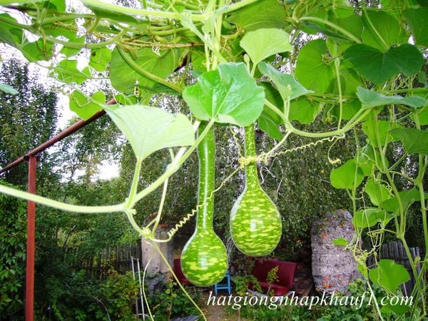 hạt giống bầu hồ lô thiên nga mua ở đà nẵng