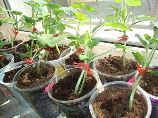 Mua hạt giống bầu hồ lô thiên nga ở hà nội