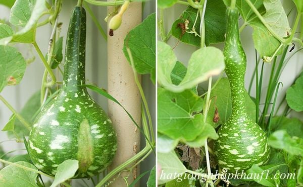 Mua hạt giống bầu hồ lô thiên nga ở đà nẵng