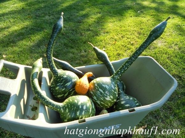 hạt giống bầu hồ lô thiên nga mua ở hà nội