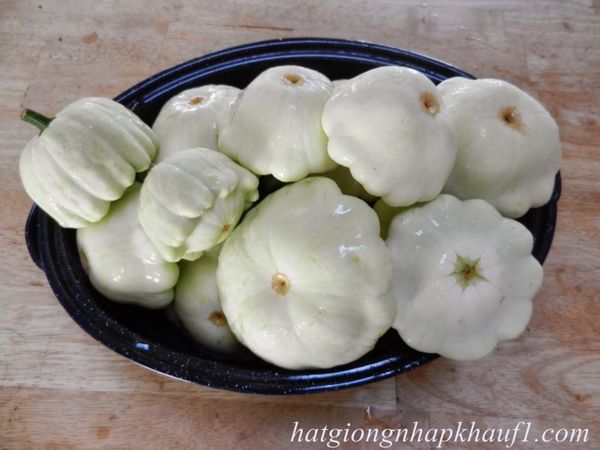 hạt giống bí đĩa bay trắng mua ở đà nẵng