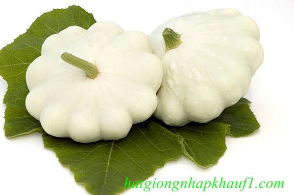 mua hạt giống bí đĩa bay trắng ở hà nội