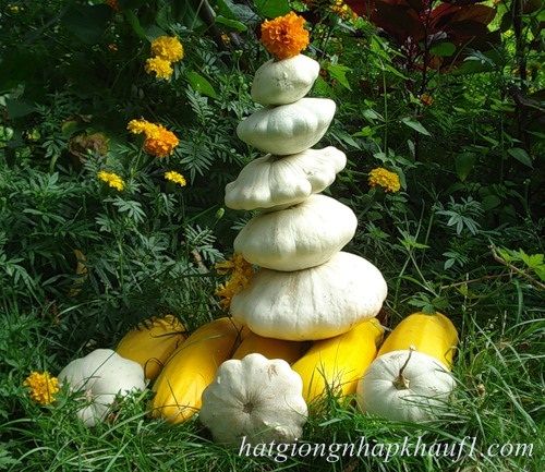 hạt giống bí đĩa bay trắng mua ở hà nội