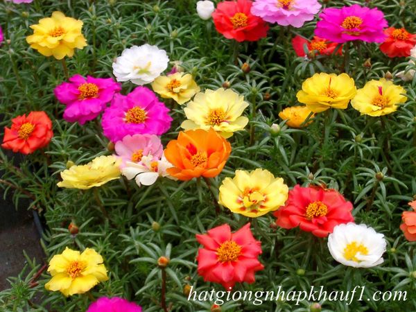hạt giống hoa 10h mix màu mua ở hà nội