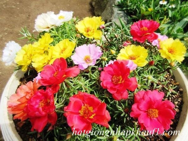 cách trồng và chăm sóc hoa 10h tại nhà