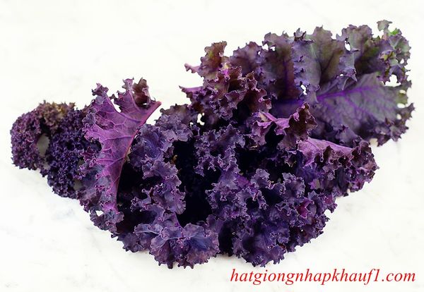 mua hạt giống cải kale xoăn tím ở hà nội