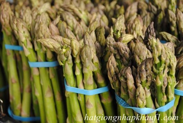 cách tưới nước cho măng tây xanh