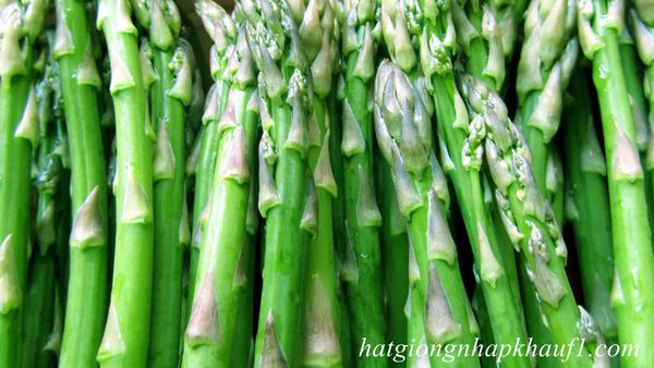 Mua hạt giống măng tây xanh ở đâu tại bình phước