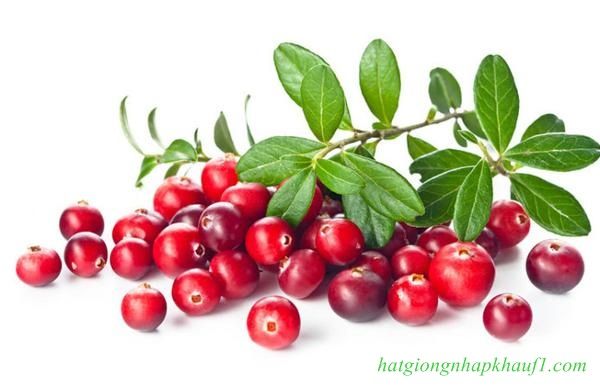 mua hạt giống việt quất đỏ ở Tp HCM
