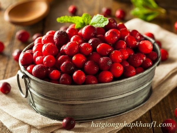 Hạt giống việt quất đỏ mua ở hà nội