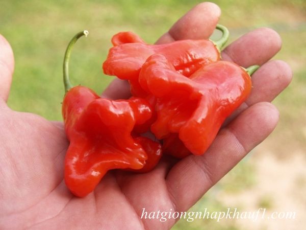 hạt giống ớt leo giàn mua ở hà nội