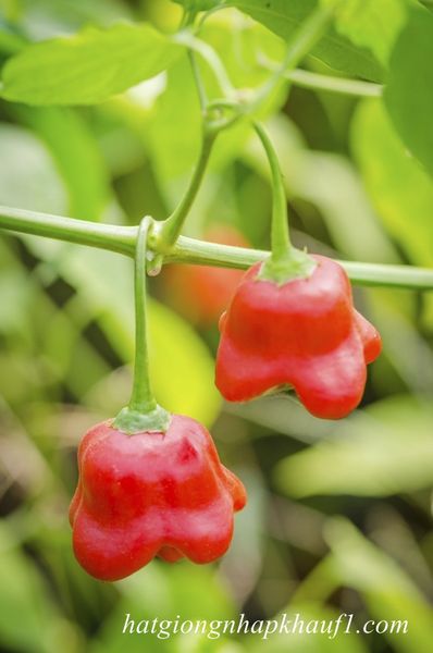 Mua hạt giống ớt leo giàn ở Tp HCM