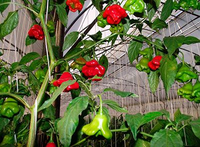Mua hạt giống ớt leo giàn ở hà nội