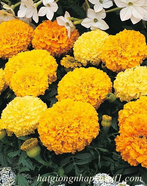 mua hạt giống vạn thọ kalandia lùn mix màu ở hà nội