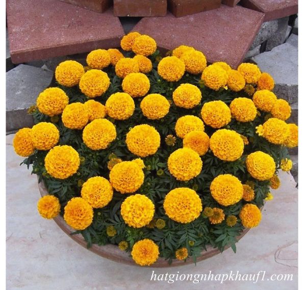 mua hạt giống vạn thọ kalandia lùn mix màu ở đà nẵng