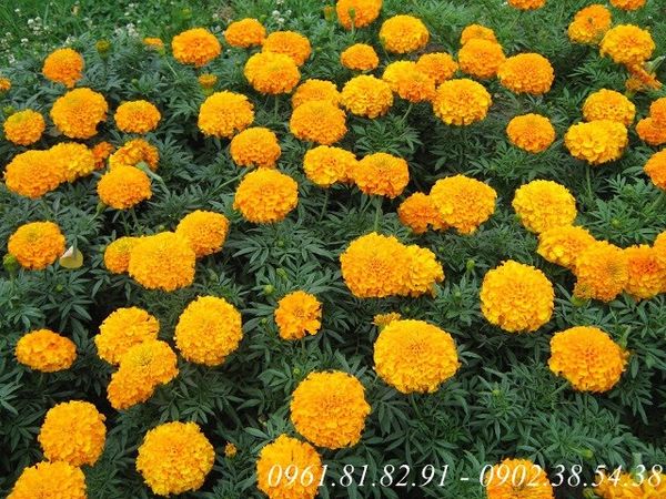 Bán hạt giống vạn thọ kalandia lùn mix màu ở đâu tốt