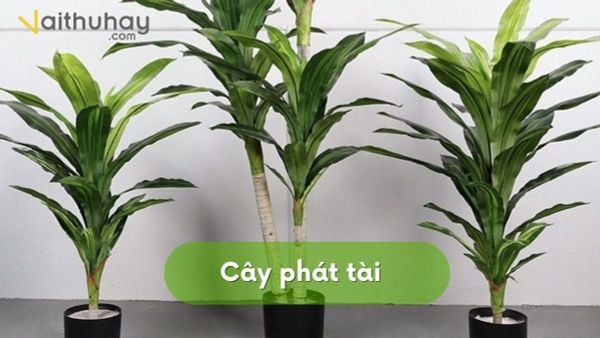 Cây phát tài để bàn làm việc