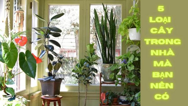 5 loại cây trồng trong nhà mà bạn nên có