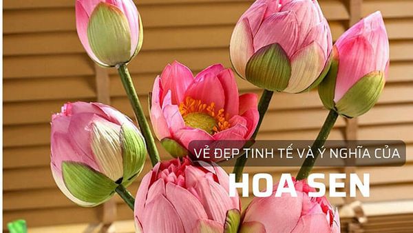 Vẻ đẹp tinh tế và ý nghĩa của hoa sen
