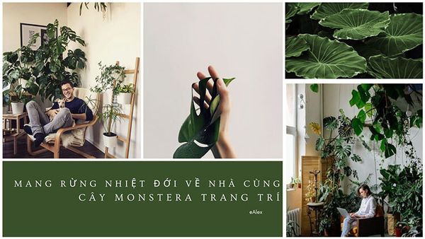 Mang khu rừng nhiệt đới về nhà cùng cây monstera trang trí