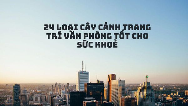 Top 24+ loại cây cảnh trang trí văn phòng tốt cho phong thuỷ và sức khoẻ