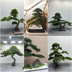 Cây tùng giả có ý nghĩa gì trong phong thủy?