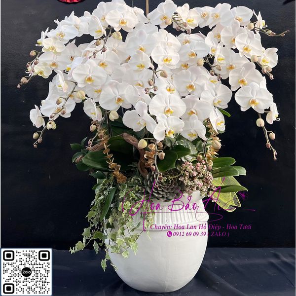 Hoa Lan Chúc Mừng Khai Trương - Hoa Lan Bảo Ái 0912690939