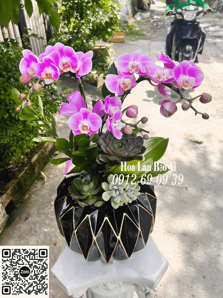 Hoa Bảo Ái - Chuyên Bán Cung Cấp Hoa Tươi, Hoa Bó, Hoa Chia Buồn, Hoa Khai Trương Sự Kiện