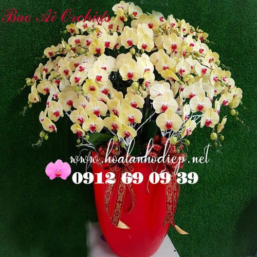 Shop chuyên bán hoa lan hồ điệp tại Sài Gòn giá rẻ - Bảo Ái Orchid