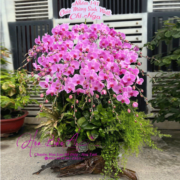 Mẫu hoa lan tết nguyên đáng 2025 - Mẫu mới ấn tượng