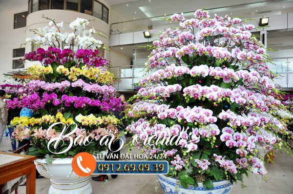 ✪  Ngây ngất với hàng trăm mẫu Hoa Lan Hồ Điệp biếu tết 2021 siêu đẹp