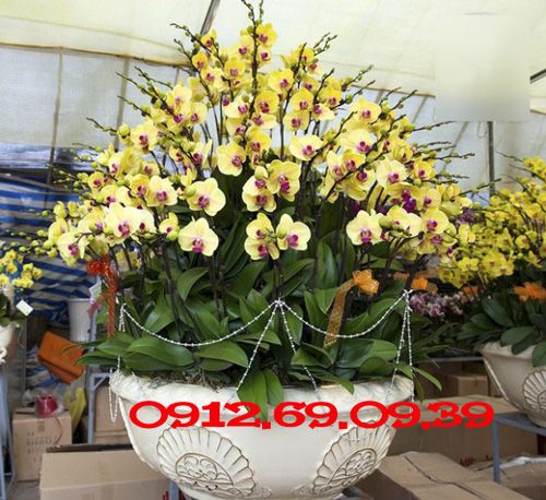 Hoa biếu tết| Hoa lan hồ điệp biếu tết | Giao hoa tận nhà