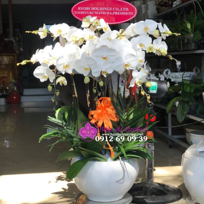 Hoa Lan Đà Nẵng - Giao hoa lan tại đà nẵng miễn phí 0912690939