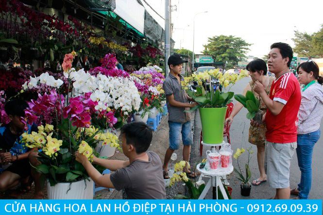 Cửa hàng hoa lan hồ điệp tại Hải Phòng