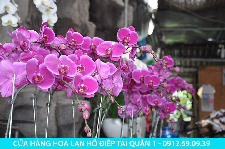 Cửa hàng bán hoa lan hồ điệp tại quận 1 - Giao hoa tận nơi