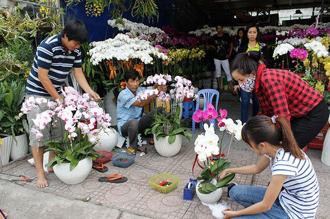 Địa điểm mua hoa lan hồ điệp giá rẻ tại Hà nội