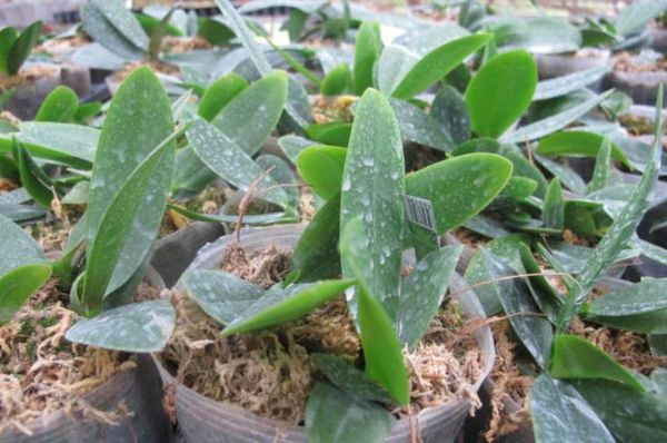 [VIDEO] Cách chăm sóc lan hồ điệp ra hoa sau khi tàn