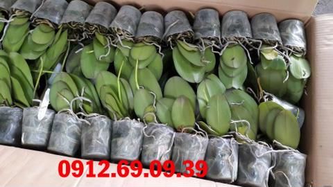 Chuyên bán sỉ và lẻ hoa lan hồ điệp giống | Liên hệ: 0912690939