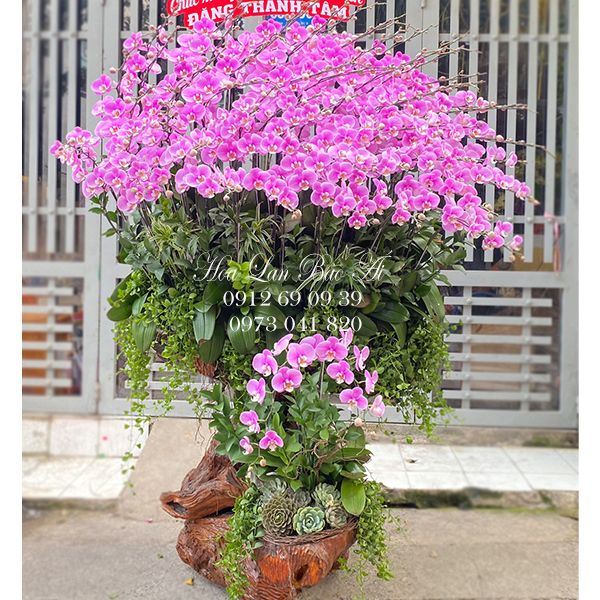 HOA LAN BẢO ÁI CHUYÊN CUNG CẤP HOA TẠI TPHCM