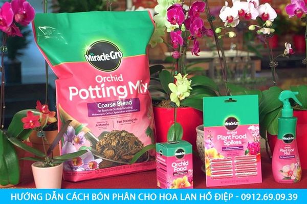 Hướng dẫn cách bón phân cho hoa lan hồ điệp chi tiết và dễ dàng