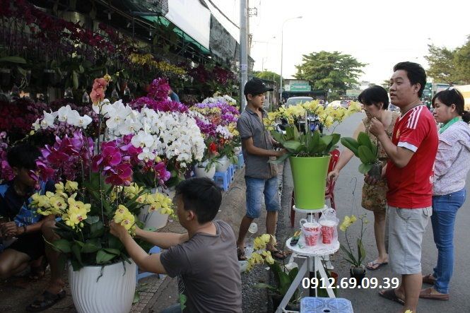 Cửa hàng hoa lan hồ điệp tại hà nội - Luôn có hoa mới【-GIẢM GIÁ 30%】