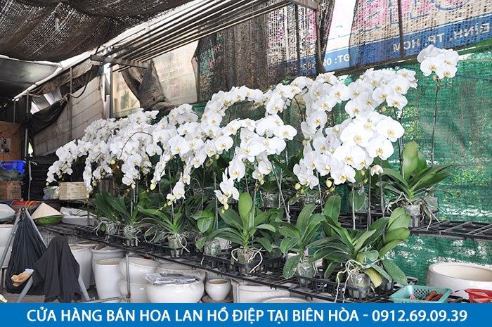 Shop bán hoa lan hồ điệp tại Biên Hòa Đồng Nai