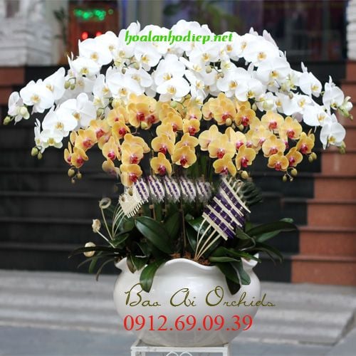 Chợ bán hoa lan hồ điệp sỉ và lẻ tại Hà Nội - Bảo Ái Orchid's