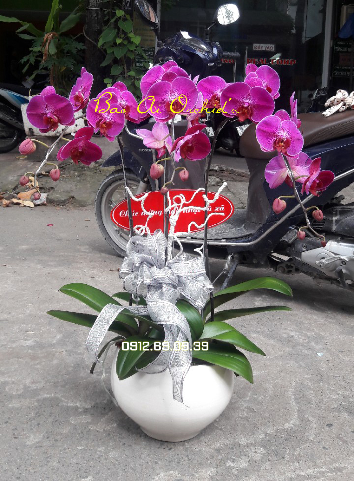 cung cap lan ho diep tet 2018 tai my tho tien giang